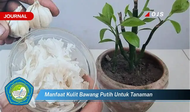 manfaat kulit bawang putih untuk tanaman