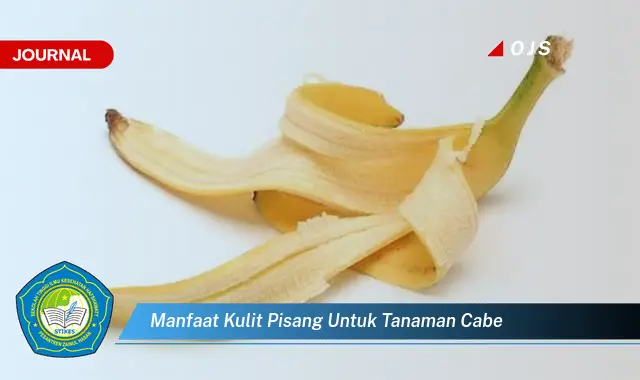 manfaat kulit pisang untuk tanaman cabe