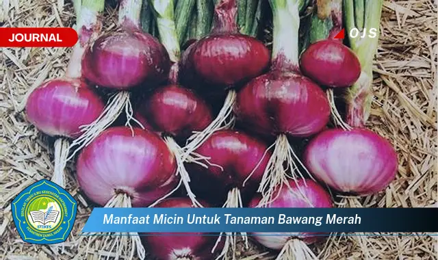 manfaat micin untuk tanaman bawang merah