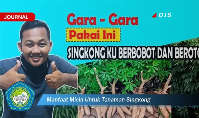 manfaat micin untuk tanaman singkong manfaat micin untuk tanaman singkong