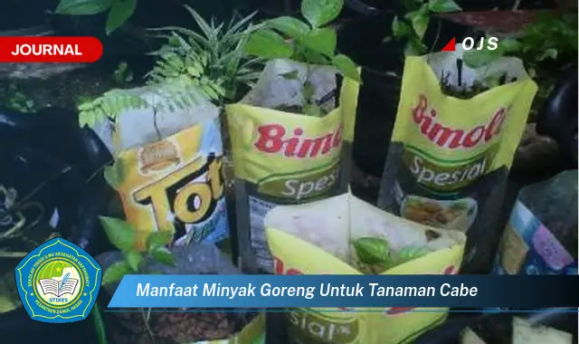 manfaat minyak goreng untuk tanaman cabe