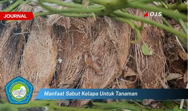 manfaat sabut kelapa untuk tanaman