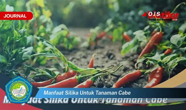 manfaat silika untuk tanaman cabe