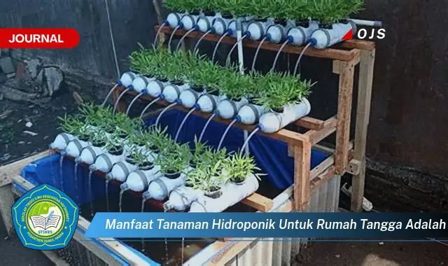 manfaat tanaman hidroponik untuk rumah tangga adalah