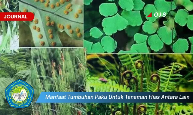 manfaat tumbuhan paku untuk tanaman hias antara lain manfaat tumbuhan paku untuk tanaman hias antara lain