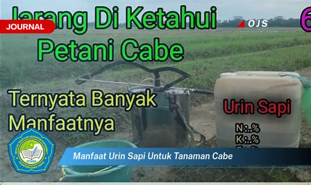 manfaat urin sapi untuk tanaman cabe