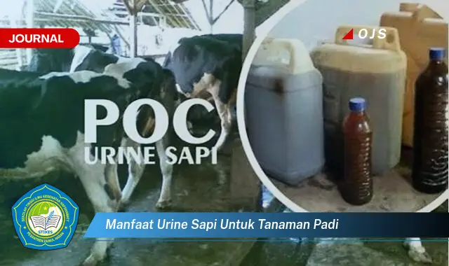 manfaat urine sapi untuk tanaman padi manfaat urine sapi untuk tanaman padi