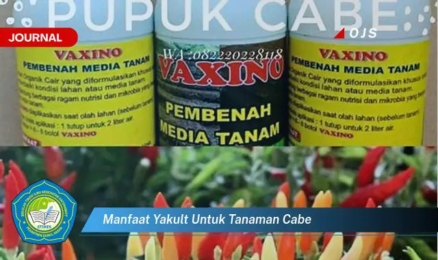 manfaat yakult untuk tanaman cabe