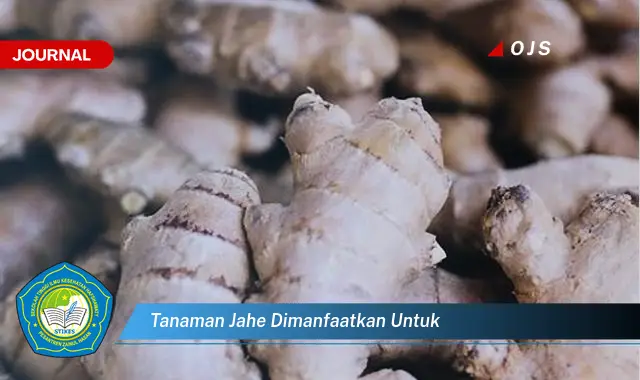 tanaman jahe dimanfaatkan untuk