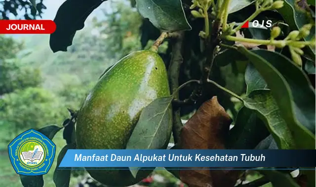 manfaat daun alpukat untuk kesehatan tubuh