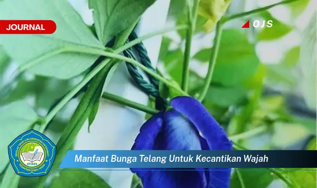 manfaat bunga telang untuk kecantikan wajah manfaat bunga telang untuk kecantikan wajah