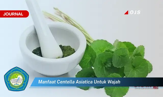 manfaat centella asiatica untuk wajah manfaat centella asiatica untuk wajah