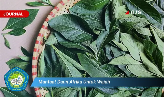 Ketahui 8 Manfaat Daun Afrika untuk Wajah,  Solusi Alami untuk Kulit Cantik dan Sehat