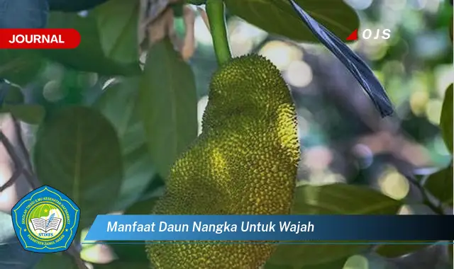 manfaat daun nangka untuk wajah