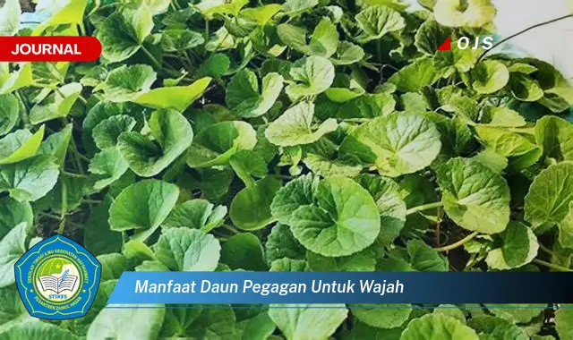 7 Manfaat Daun Pegagan: Kulit Wajah Berseri Alami