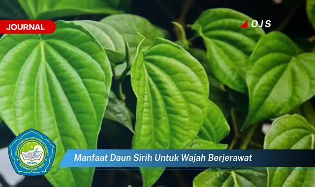 manfaat daun sirih untuk wajah berjerawat