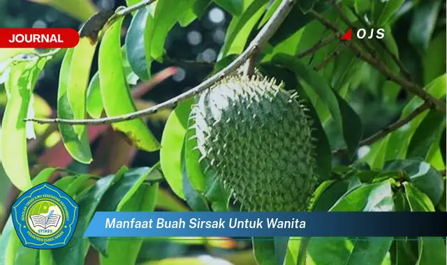 manfaat buah sirsak untuk wanita manfaat buah sirsak untuk wanita