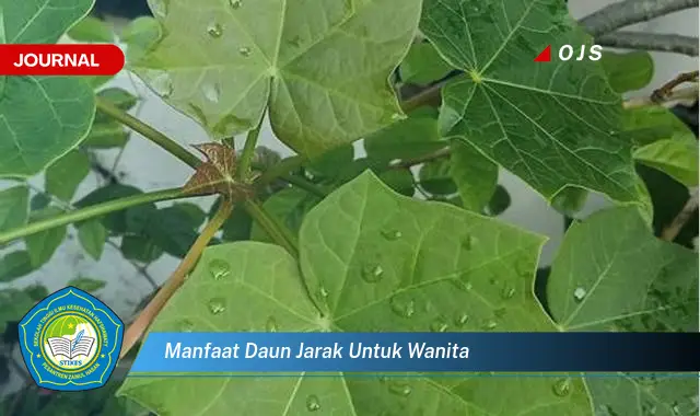 Intip 6 Manfaat Daun Jarak untuk Wanita yang Wajib Kamu Intip - E-Journal