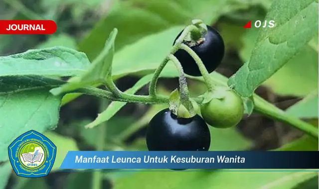 manfaat leunca untuk kesuburan wanita