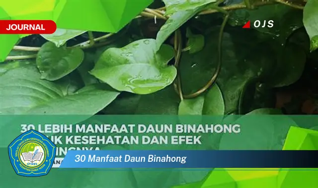 30 manfaat daun binahong