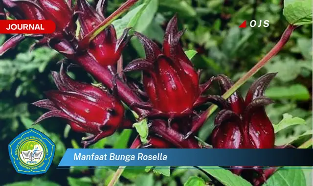 manfaat bunga rosella
