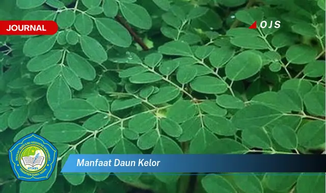 manfaat daun kelor