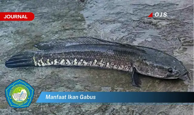 manfaat ikan gabus