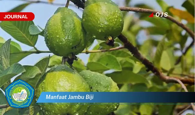 manfaat jambu biji