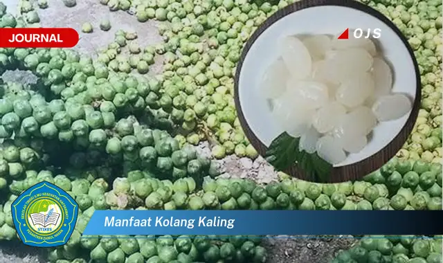 manfaat kolang kaling