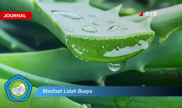 manfaat lidah buaya