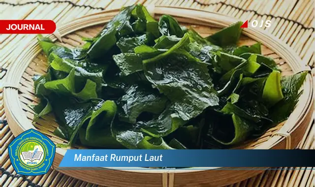 manfaat rumput laut