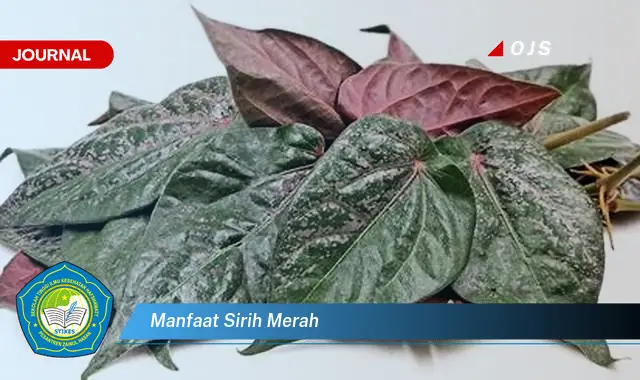 manfaat sirih merah